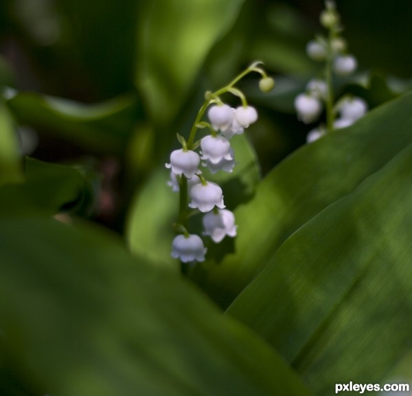 Tiny Lillies